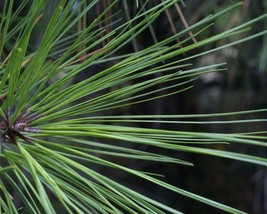 Pinus Taeda (Loblolly Pine) 20 seeds - $1.51