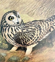 Short Eared Owl Art Print Color Plate Birds Of Prey Vintage Nature 1979 ... - $34.99