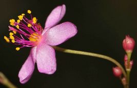 Talinum paniculatum | Jewels Opar | Fame Flower | 20_Seeds_Tera Store - £9.47 GBP