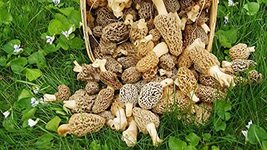 Morel Mushroom Spore Grow Kit - £16.72 GBP