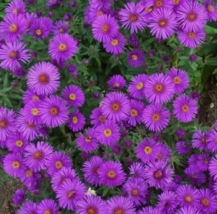 SR New England Aster Purple Perennial Heirloom Fall Planting 500 Seeds US Seller - $9.03