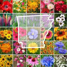 Wildflower ARKANSAS State Flower Mix Perennials Annuals USA NonGMO 1000 Seeds - £7.34 GBP