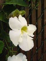 5 White Bengal Clock Vine Seeds ,Thunbergia Grandiflora Alba Seeds  , - $6.00