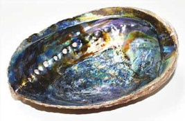 6&quot;- 7&quot; Abalone Shell Incense Burner (a Quality) - £43.96 GBP