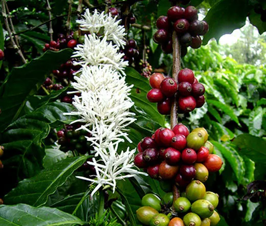 Coffee Arabian Coffea Arabica Nana 100 Fresh Seeds - £55.93 GBP