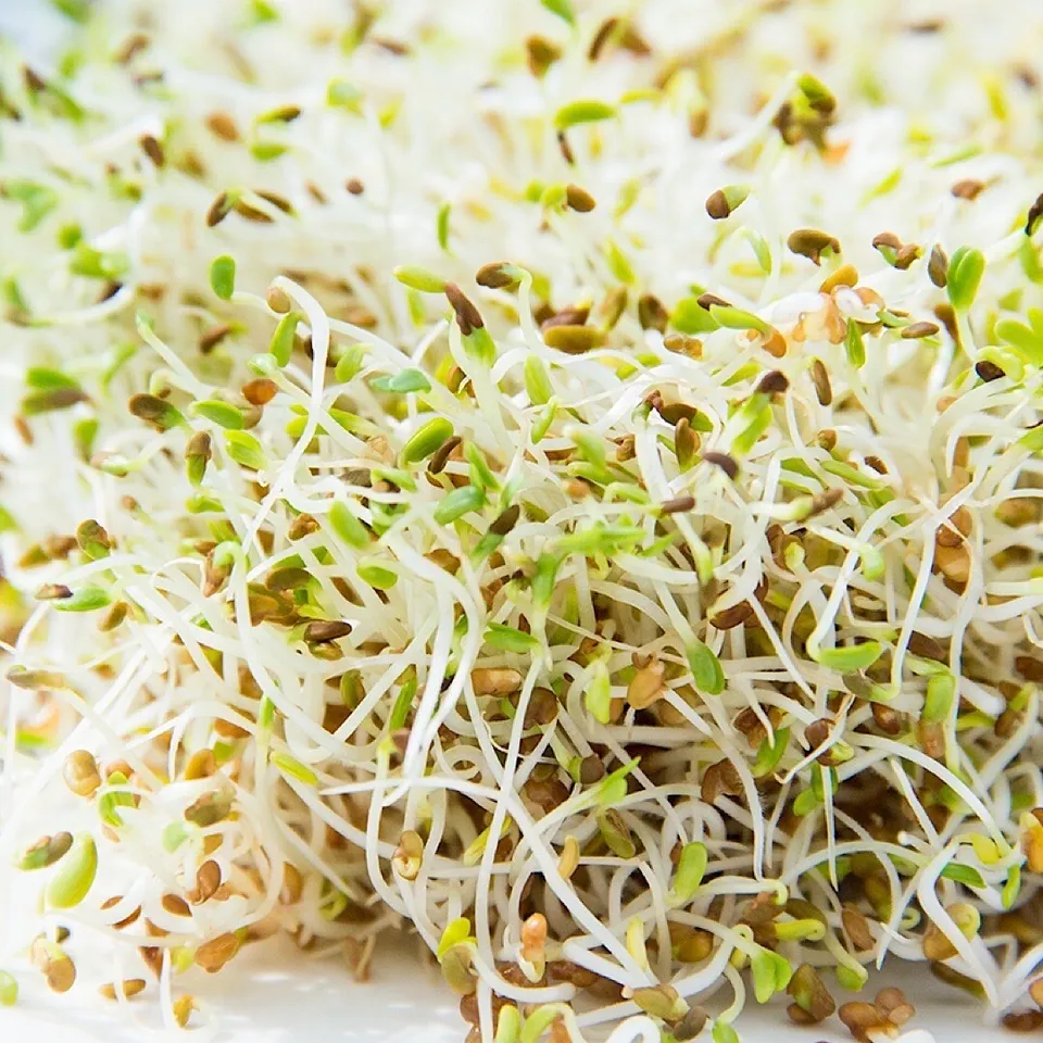 1500 Seeds Alfalfa Sprouting Non-Gmo Organic Seller USA - £7.54 GBP