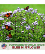 FA Store 100 Wild Florida Mistflower Seeds Conoclinium Coelestinum Polli... - £8.70 GBP