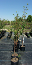AU ROSA PLUM 4-6 FT Fruit Tree Plant Healthy Trees Sweet Plums Produce Plants - £76.26 GBP