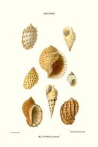 buccinum shells - $19.97