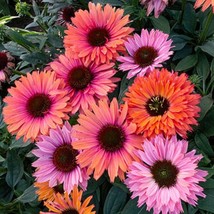 50 pcs Sunseeker Rainbow Coneflower Seed Echinacea Flower Perennial Flowers 1394 - £9.44 GBP