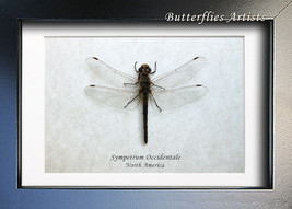 Western Meadowhawk Sympetrum Occidentale Real Dragonfly Entomology Shado... - $49.99
