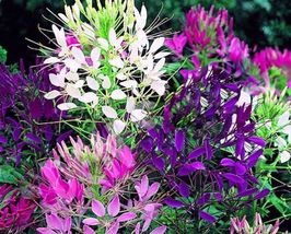 FREE SHIPPING 100 Queen Mix Spider Seeds Clome Spinosa Perennial Butterfly - £13.57 GBP