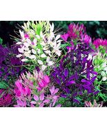 FREE SHIPPING 100 Queen Mix Spider Seeds Clome Spinosa Perennial Butterfly - £13.32 GBP