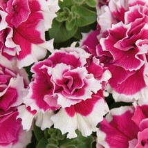 VP Double Pink White Petunia Flowers Flowers Bloom 50 Seeds - £6.13 GBP