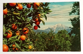 Oranges and Snow Capped Mountains California CA UNP Curt Teich Postcard c1960s - £3.13 GBP