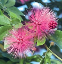 15 Seeds Pink Powder Puff Flowers Fresh Seeds - $187.71 MXN