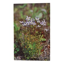 Postcard Bluets Houstonia Caerulea Innocence Wildflowers North Carolina ... - £5.33 GBP