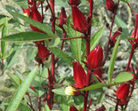 Red Hibiscus Roselle Seeds Sabdariffa Sour Leaf Sorrel Chin Baung Jamaican - $5.93