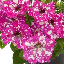  Petunia Seeds Rose Pink Big Flowers with White Spots 300 seeds - £14.49 GBP
