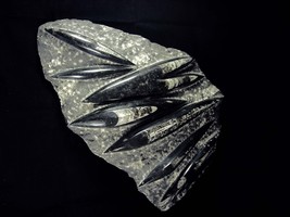 BIZARRE centerpiece sculpture huge Orthoceras fossil plate Gothic black white  - £260.59 GBP