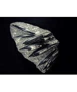 BIZARRE centerpiece sculpture huge Orthoceras fossil plate Gothic black ... - £255.99 GBP