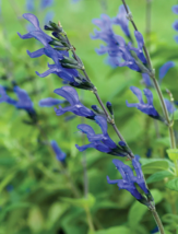 50 Seeds Salvia Black &amp; Blue Heat Tolerant Tender Perennial Non-Gmo Organic - £9.50 GBP