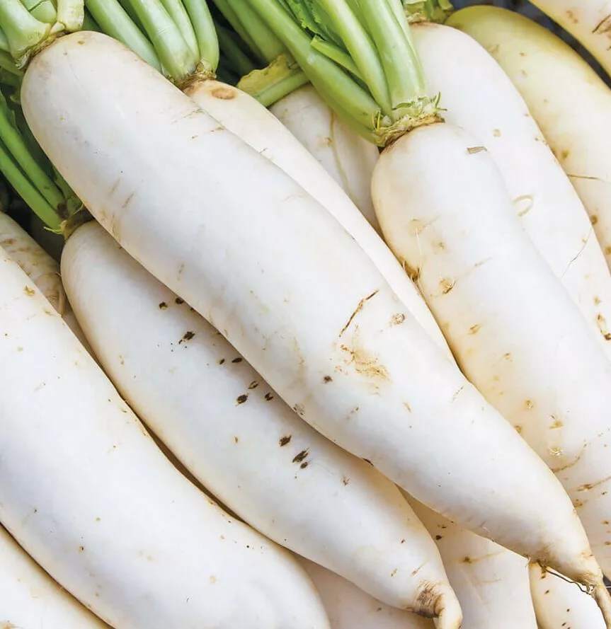 FARM Daikon Radish Seeds 200 Japanese White Radish Bulk Seeds - $183.00 MXN