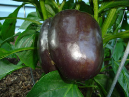 VP Chocolate Beauty Bell Pepper Sweet Brown Capsicum Annuum Vegetable 30 Seeds - £3.74 GBP