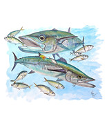 King Mackerel and Menhaden Vinyl Decal Sticker for Car/Truck Laptop or P... - $130.28 MXN+