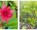 Anise Star Flower Scorpio Live Plants - £75.88 GBP