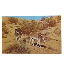 Postcard Wild Burro Donkey Animal Chrome Unposted - $7.51