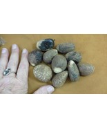 tn-20) 10 small natural Tagua Nut whole nuts for craft Carving Dried pla... - $495.10 MXN