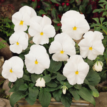100 Pansy Seeds Character Clear White FLOWER SEEDS - Garden &amp; Outdoor Li... - $35.99