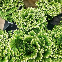 Frosty Fern Selaginella Peacock Uncinata 2 Inch Pot 2 Plants New Fresh  - $69.00