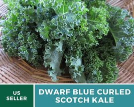 Dwarf blue curled scotch kale 1 thumb200