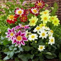 Bloomys 44 Mixed Colors Dahlia Seeds Beautiful Flower Plant US Seller - £8.03 GBP
