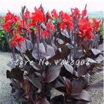 200 pcs Canna Lily Flore Outdoor Indoor Seeds - Red Flowers with Dark Red Leaves - £9.35 GBP