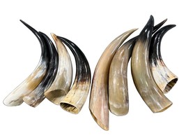 1 Polished Ox Horn, Gorgeous Polished Cow Horns , Cattle Horn Size: Appr... - $68.31