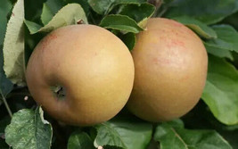 25 Zabergau Reinette Apple Seeds Planting Fresh Seeds - $9.86