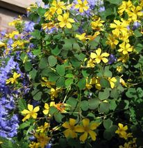 2.5&quot; Pot Shamrock Gold Burgundy Oxalis Luckys Gardens Fairies Indoors Live Plant - £31.34 GBP