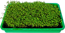 ArfanJaya 1250 Bloomsdale Spinach Seeds 1/2 Oz Bulk Microgreen Sprouting Or Gard - £8.99 GBP