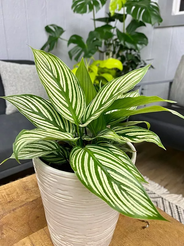  Elliptica Calathea 25+Seeds for Garden Planting  - $12.00