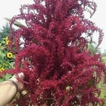 Purple Fountain Giant Amaranth Seeds New Fresh US Shipping - $89.63 MXN