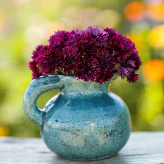 Cornflower / Bachelor&#39;s Button ALMOST BLACK Purple Spring Non-GMO 200 Se... - $9.67