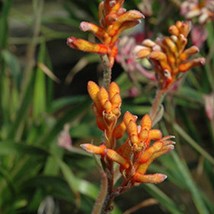 Anigozanthos Kanga Orange Live Plant 6 Pot New Fresh Garden - $111.55 CAD