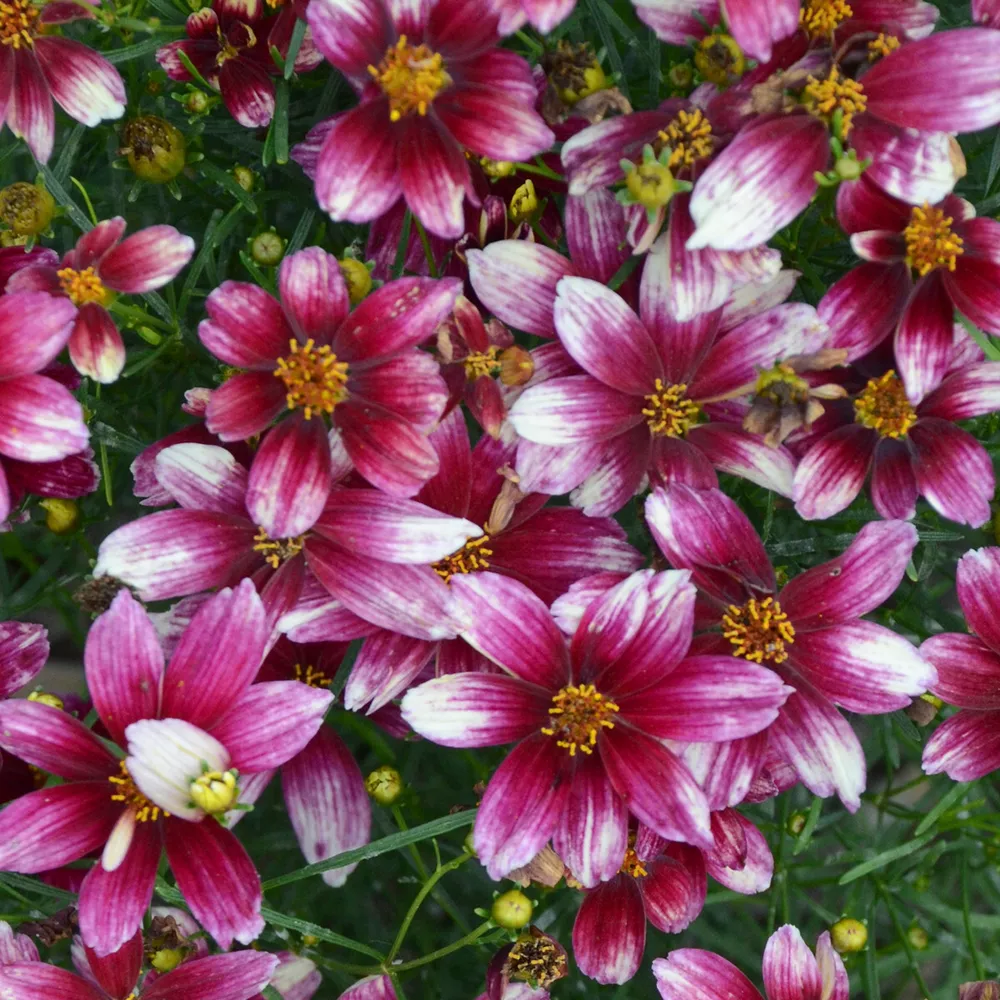 Sun Coreopsis Zesty Zinger Threadleaf Tickseed 2.5 Inch Pot  - $26.95