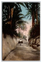 Un Setier Trail  dans l&#39;Oasis Tunisia  UNP DB Postcard Q25 - $3.91