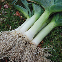 ADW 300 Giant Musselburgh Leek Onion Seeds Fresh Harvest Fast Growing - $13.09
