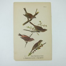 Bird Print After John James Audubon Purple Finch Chipping &amp; Song Sparrow Antique - £15.79 GBP