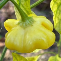 Brazilian Starfish Yellow Capsicum Bacattum Seeds Fresh Seeds USA Seller - £9.86 GBP